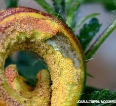 Attēlu rezultāti vaicājumam “Puccinia urticata”