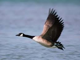 Attēlu rezultāti vaicājumam “Anser anser”