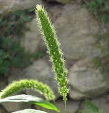 Attēlu rezultāti vaicājumam “Setaria italica”