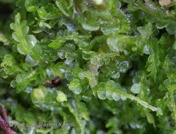 Attēlu rezultāti vaicājumam “Odontoschisma denudatum”