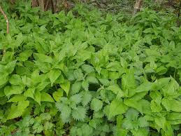 Attēlu rezultāti vaicājumam “Campanula latifolia leaf”