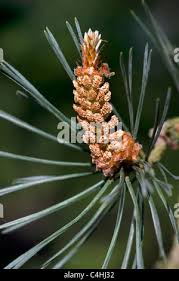 Attēlu rezultāti vaicājumam “Pinus pumila male flower”