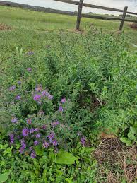 Attēlu rezultāti vaicājumam “Betula humilis female flower”