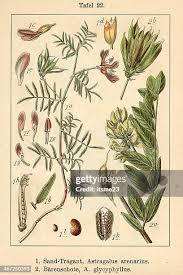 Attēlu rezultāti vaicājumam “Astragalus arenarius leaf”