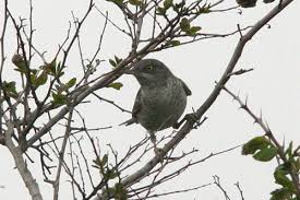 Attēlu rezultāti vaicājumam “Sylvia nisoria adult”