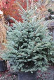 Attēlu rezultāti vaicājumam “Picea pungens”