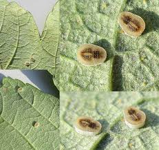 Attēlu rezultāti vaicājumam “Aleurochiton aceris”