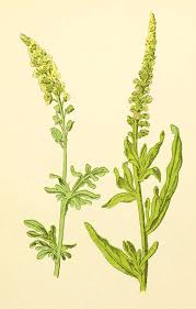 Image result for Reseda luteola