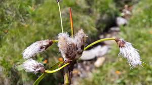 Attēlu rezultāti vaicājumam “Eriophorum angustifolium flower”