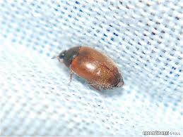 Attēlu rezultāti vaicājumam “Attagenus smirnovi”