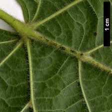 Attēlu rezultāti vaicājumam “Tilia platyphyllos Laciniata”