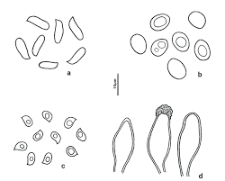 Attēlu rezultāti vaicājumam “Antrodia malicola”