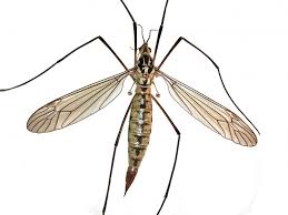 Attēlu rezultāti vaicājumam “Tipulidae female”