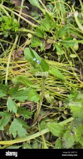 Attēlu rezultāti vaicājumam “Myosotis sparsiflora flower”