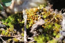 Attēlu rezultāti vaicājumam “Acaulon muticum”