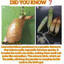 Attēlu rezultāti vaicājumam “Leucochloridium paradoxum”
