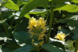 Attēlu rezultāti vaicājumam “Lonicera ferdinandii”