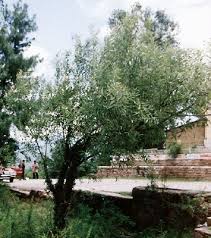 Attēlu rezultāti vaicājumam “Salix daphnoides subsp. acutifolia”