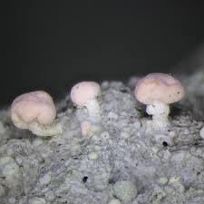 Attēlu rezultāti vaicājumam “Dibaeis baeomyces”