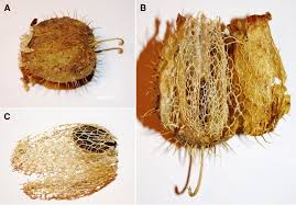 Attēlu rezultāti vaicājumam “Echinocystis lobata”