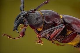 Attēlu rezultāti vaicājumam “Cribraria martinii macro”