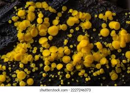 Attēlu rezultāti vaicājumam “Physarum viride macro”