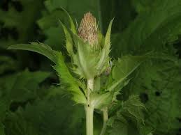 Attēlu rezultāti vaicājumam “Cirsium x rigens”