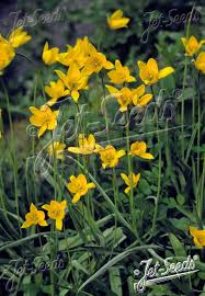 Attēlu rezultāti vaicājumam “Tulipa sylvestris bud”