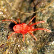 Attēlu rezultāti vaicājumam “Alloeotomus sp.”