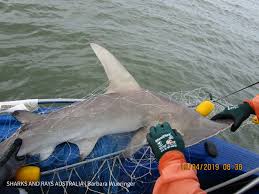 Image result for Sphyrna mokarran