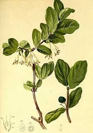 Attēlu rezultāti vaicājumam “Lonicera caprifolium fruit”