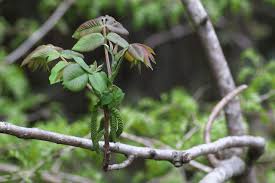 Attēlu rezultāti vaicājumam “Juglans mandshurica female flower”