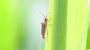 Attēlu rezultāti vaicājumam “Elasmostethus interstinctus imago”