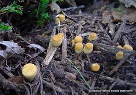 Attēlu rezultāti vaicājumam “Crucibulum laeve”