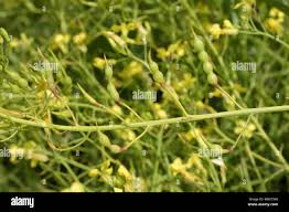Attēlu rezultāti vaicājumam “Raphanus raphanistrum fruit”