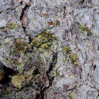 Attēlu rezultāti vaicājumam “Chaenotheca chrysocephala”