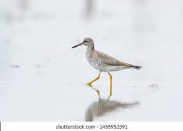 Image result for Tringa brevipes