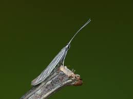 Attēlu rezultāti vaicājumam “Coleophora alticolella”