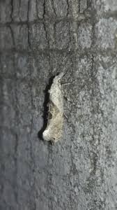 Attēlu rezultāti vaicājumam “Ypsolopha asperella”