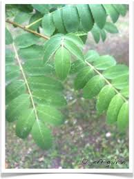 Attēlu rezultāti vaicājumam “Sorbus aucuparia leaf”