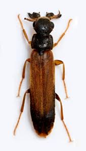 Attēlu rezultāti vaicājumam “Hylecoetus dermestoides male”