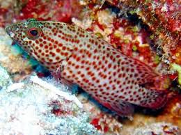 Image result for Cephalopholis cruentata