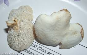 Attēlu rezultāti vaicājumam “Hydnum repandum”