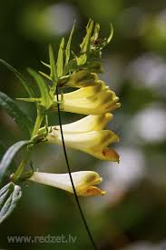 Attēlu rezultāti vaicājumam “Melampyrum pratense”