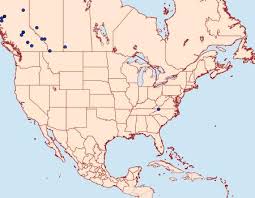 Attēlu rezultāti vaicājumam “Cabera exanthemata female”