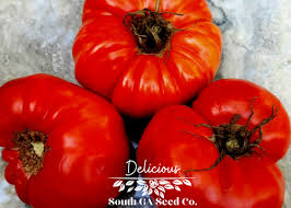 Afbeeldingsresultaat voor anna russian tomato