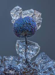 Attēlu rezultāti vaicājumam “Diderma montanum var. album macro”