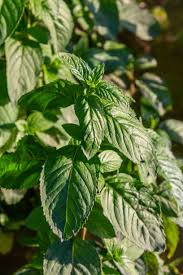 Attēlu rezultāti vaicājumam “Mentha spicata leaf”