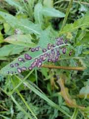 Attēlu rezultāti vaicājumam “Cystiphora sanguinea”