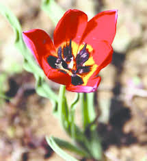 Attēlu rezultāti vaicājumam “Tulipa gesneriana”